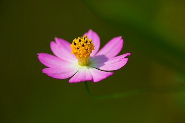 ピンクの花