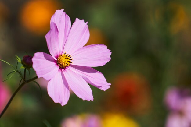 Pink Flower