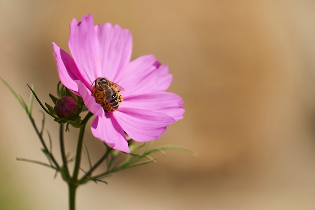 ピンクの花