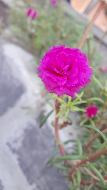 pink flower