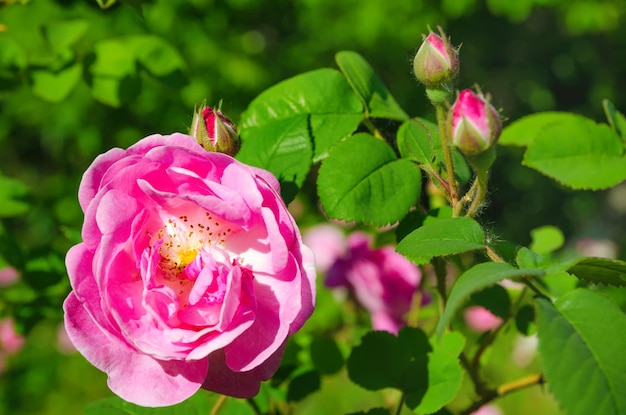 Pink flower