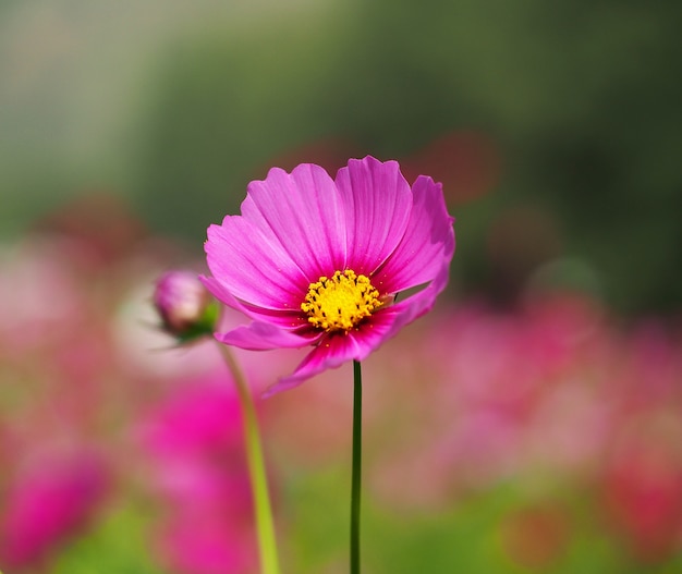 pink flower