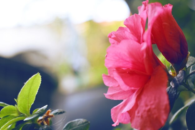 pink flower