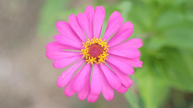 Pink flower