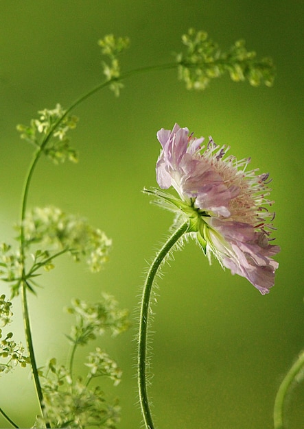 Pink Flower