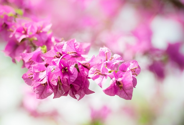 ピンクの花