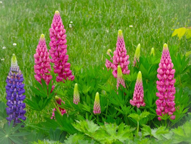 写真 庭でピンクの花を ⁇ かせる植物