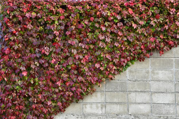 Pink flowering plants against wall