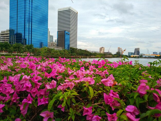 写真 空の向こうにある街の建物にピンクの花がく植物