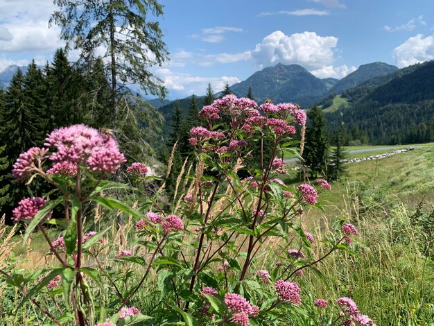 空に照らして地面にピンクの花を ⁇ かせる植物