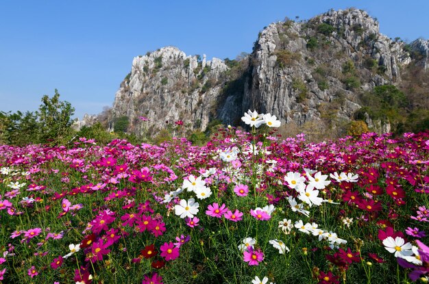 写真 明るい空を背景に岩のそばにピンクの花がく植物