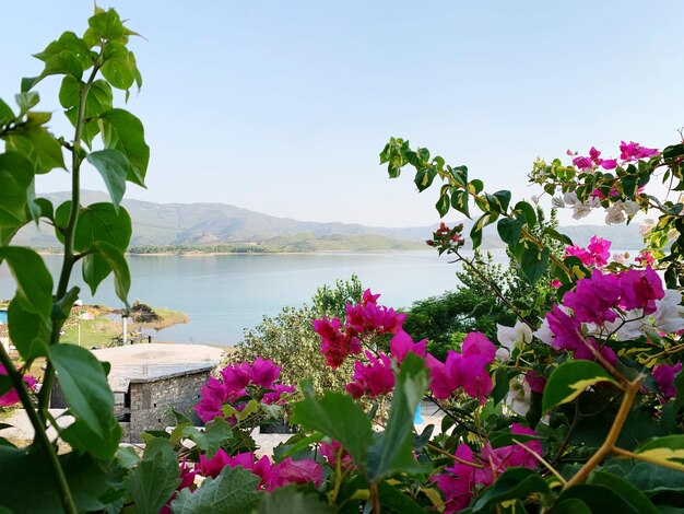 Pink flowering plants by water against sky