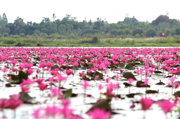 Photo pink flowering plants on field