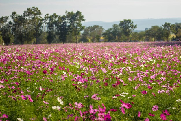 Foto piante a fiori rosa sul campo