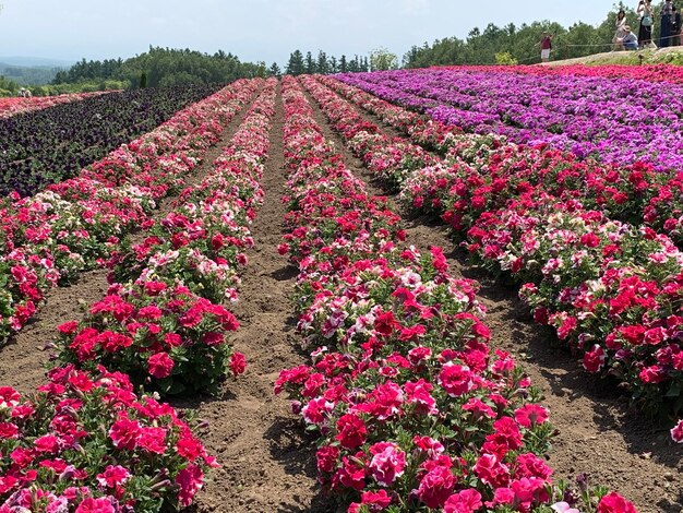 Photo pink flowering plants on field