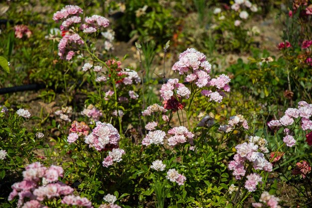 사진 정원 에서 분홍색 꽃 을 피우는 식물