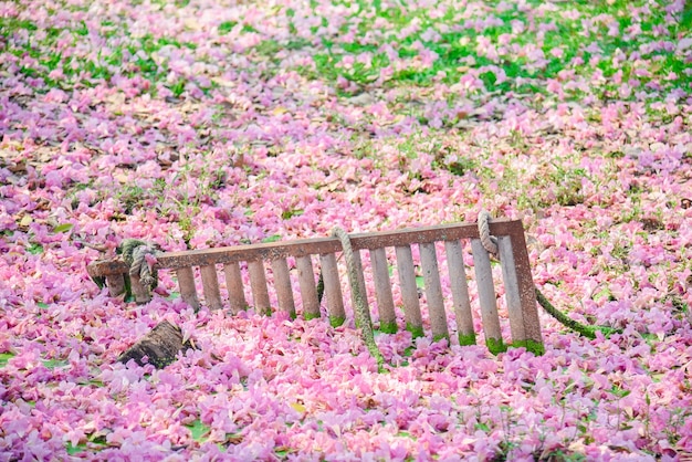 사진 공원 에서 분홍색 꽃 이 피는 식물 들