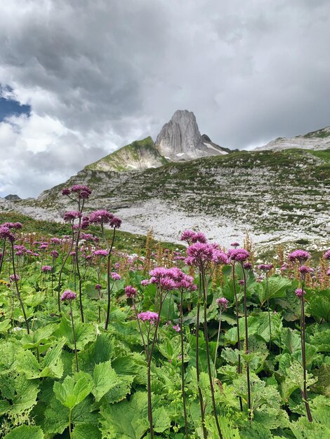 Pink flowering plants on mountains against sky