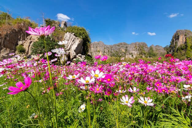 写真 野原でピンクの花を ⁇ かせる植物