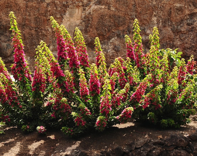 写真 フィールドのピンクの花の植物