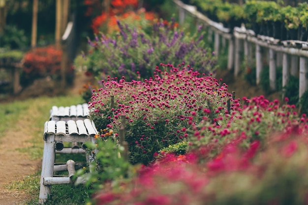 Pink flowering plants in park