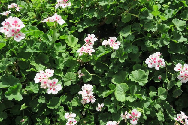 Pink flowering plants in park