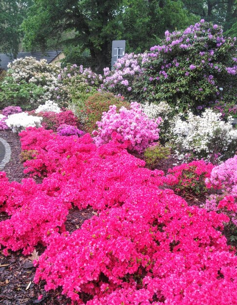 Foto piante a fiori rosa nel parco