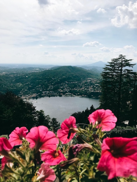 Foto piante e alberi a fiori rosa contro il cielo