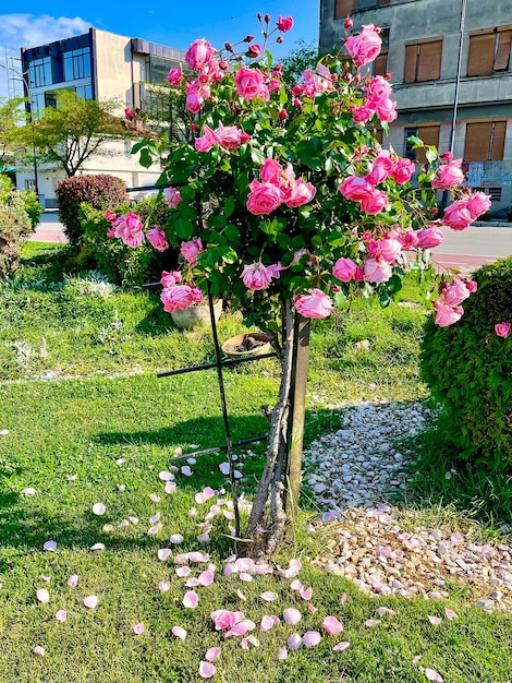 ピンクの開花バラの木、緑の草の花びら、垂直写真