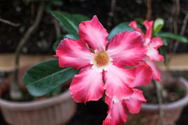 The pink flowers of the Adenium obesum plant bloom perfectly in the yard of the house