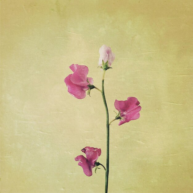 Foto fiori rosa contro un muro beige
