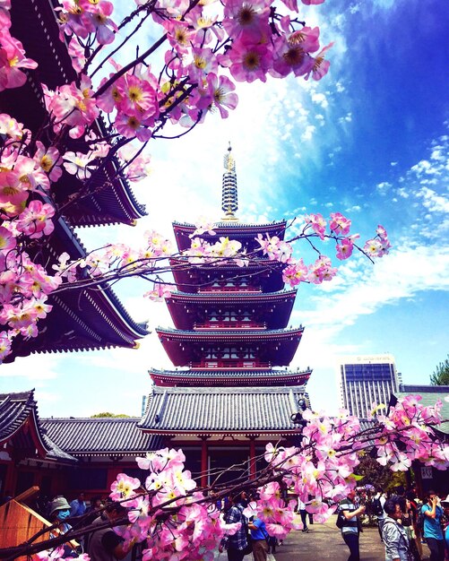 Foto fiori rosa contro il vecchio tempio
