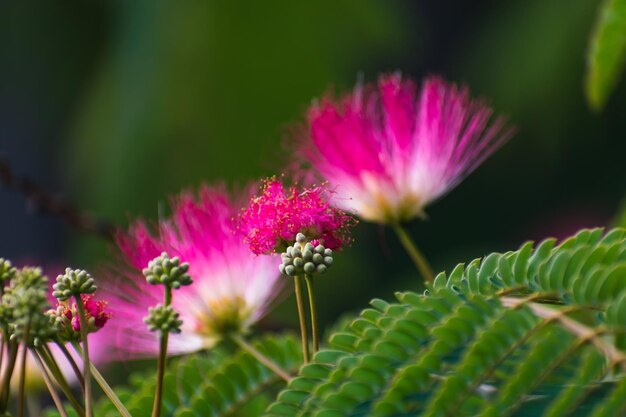 albizia julibrissin 나무에 분홍색 꽃, 페르시아 실크 나무 분홍색 실크 나무 또는 미모사 나무 Fabaceae