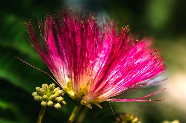 albizia julibrissin 나무에 분홍색 꽃, 페르시아 실크 나무 분홍색 실크 나무 또는 미모사 나무 Fabaceae