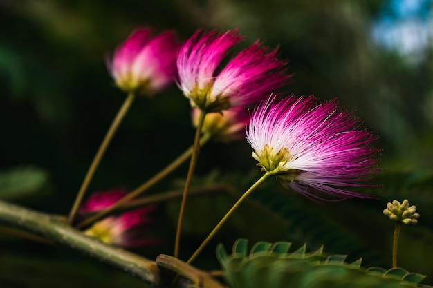 albizia julibrissin 나무에 분홍색 꽃, 페르시아 실크 나무 분홍색 실크 나무 또는 미모사 나무 Fabaceae