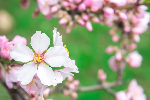 ピンクの花、春に開花するアーモンドの木の枝、緑の草の背景