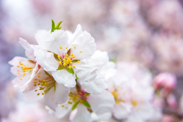 Розовые цветы, ветка миндального дерева, цветущая весной