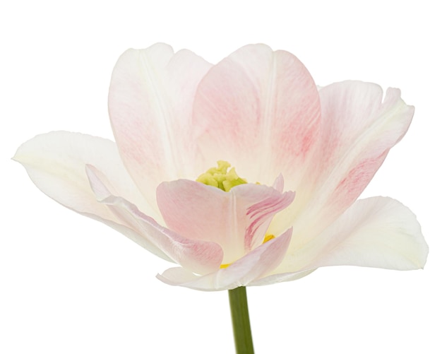 Pink flowers of Angelique tulip isolated on white background