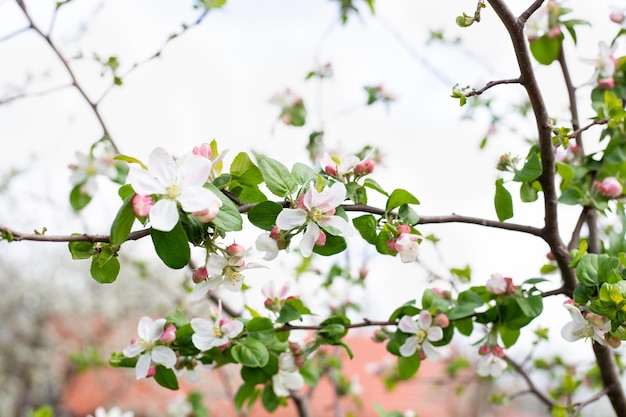 Pink flowers of an apple tree on a branch blooming fruit tree on a spring day