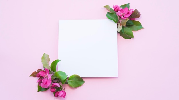 Pink flowers of an apple tree on a pink background and a white sheet of paper