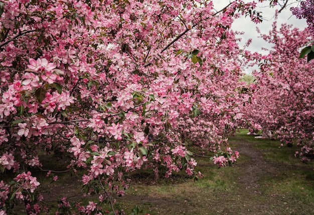 モスクワのコローメンスコエ公園の春のリンゴの木のピンクの花