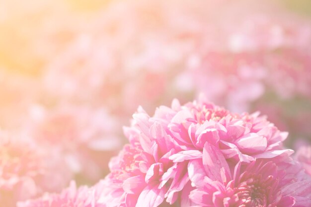 Pink flowers are blooming for the background