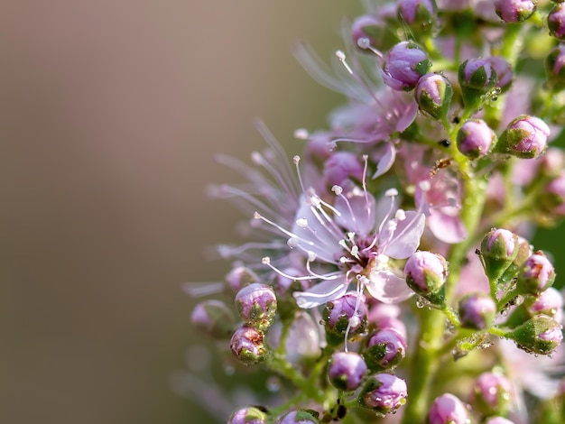 Pink flowers are closeup for a natural background with space for text