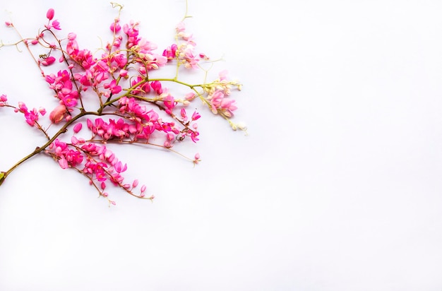 pink flowers arrangement flat lay postcard style