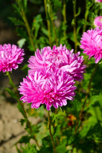 庭のアスターのピンクの花クローズアップ