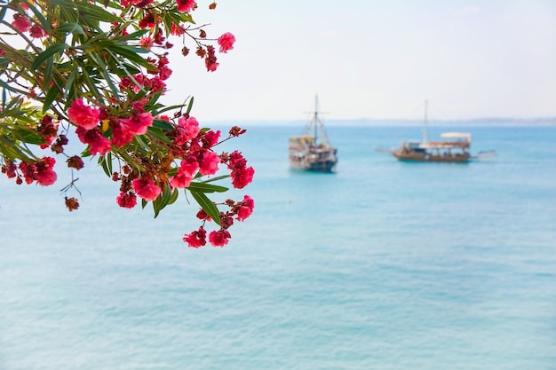 Photo pink flowers on the background of the blue sea and ships