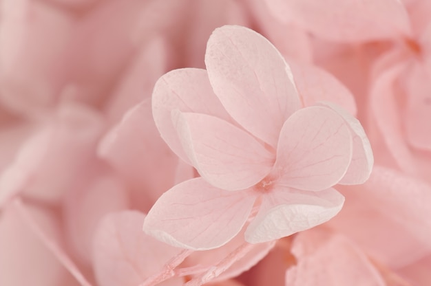 ピンクの花の背景の選択的な焦点