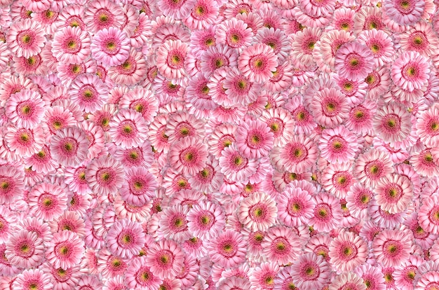 Photo pink flowers background for a wedding or birthday party.