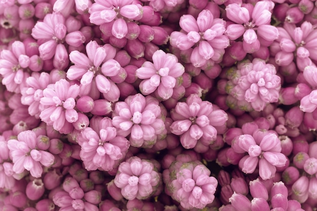 Pink flowers background