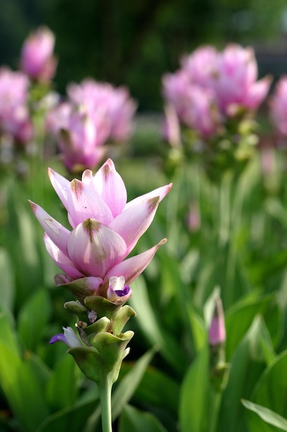 The pink flowers bloomed and looked fresh.